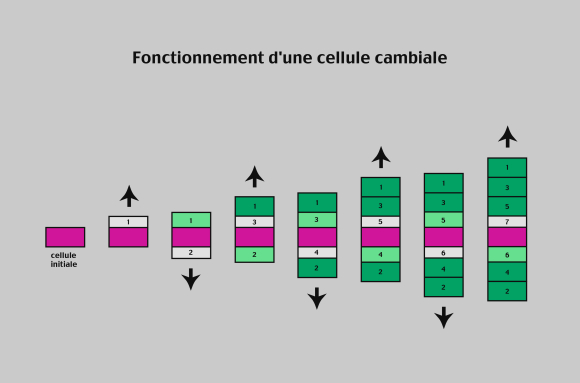 Fonctionnement d'une cellule cambiale (étapes) - infographie